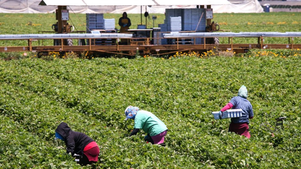 farm jobs in Australia for foreigners