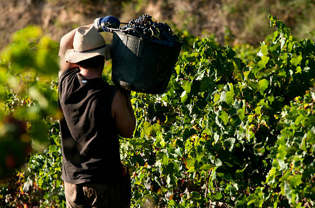 farm jobs in italy for foreigners 2022 2023