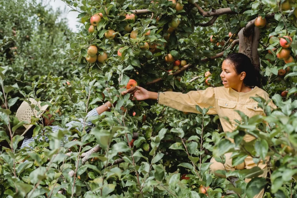 fruit picking jobs in japan