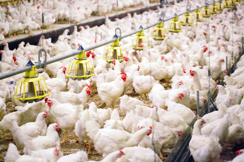 poultry farm jobs in singapore