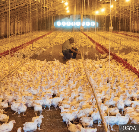Poultry Farm Jobs In Portugal
