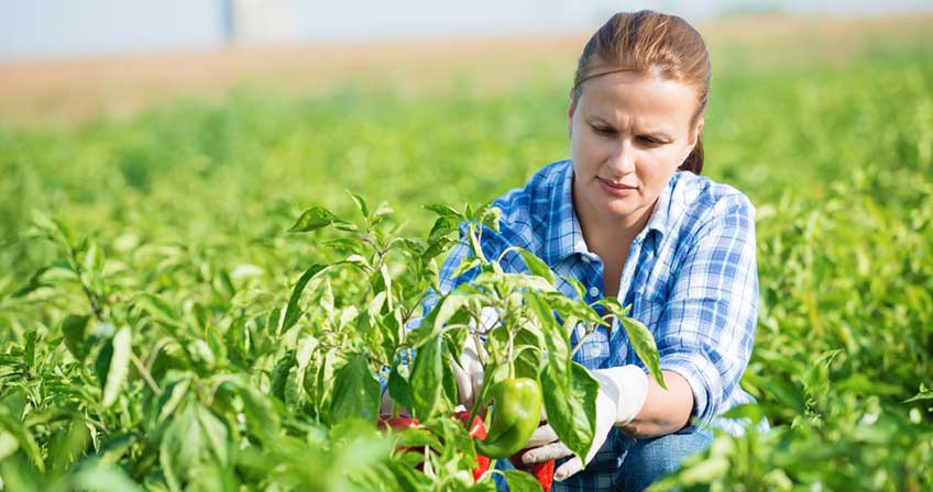 Farm Jobs In USA For Foreigners