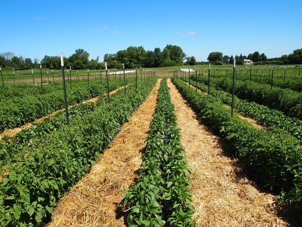 Farm Jobs In Wisconsin