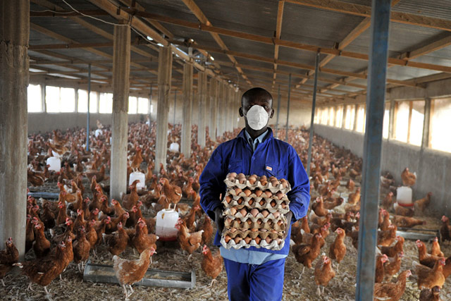 Poultry Farm Jobs In UK