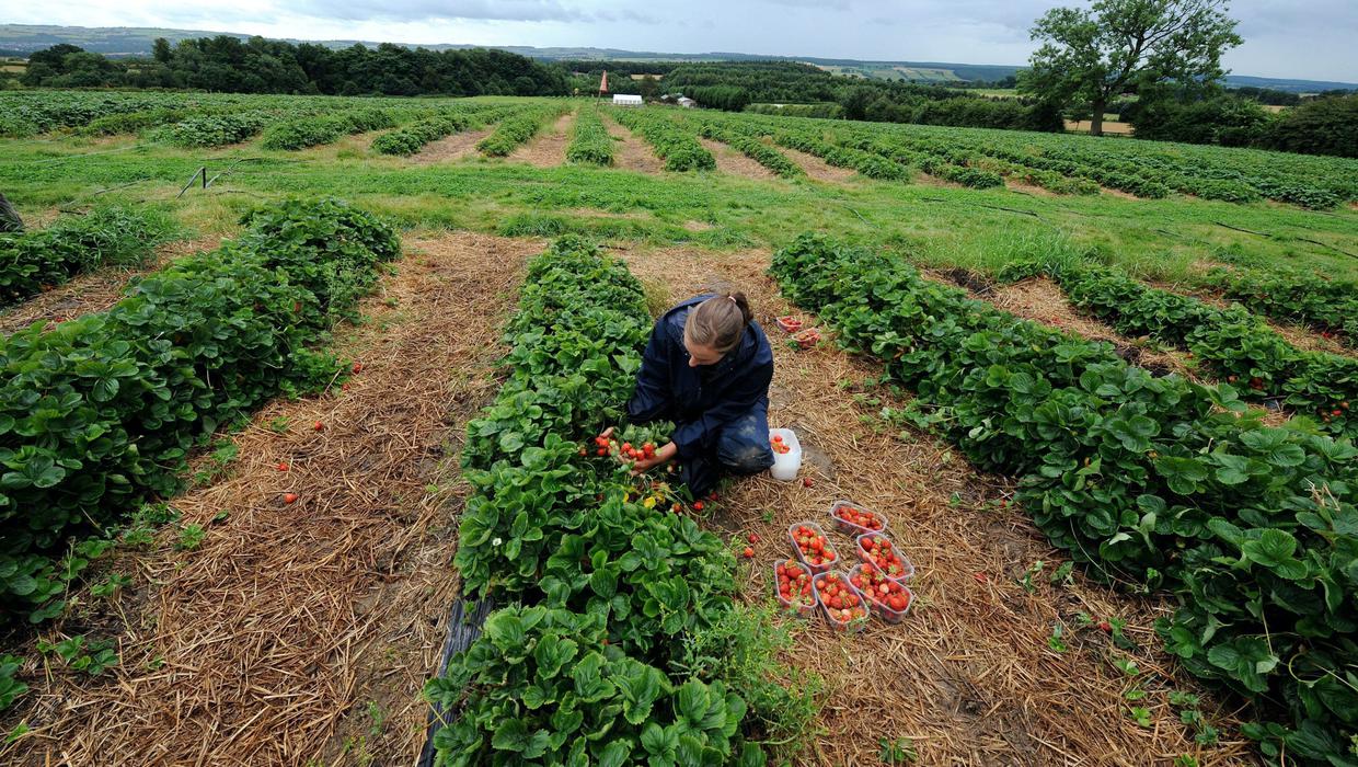 Farm Jobs In Ireland For Foreigners