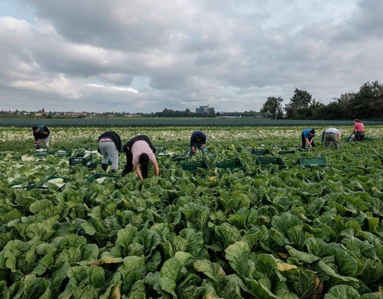 farm jobs in netherlands for foreigners