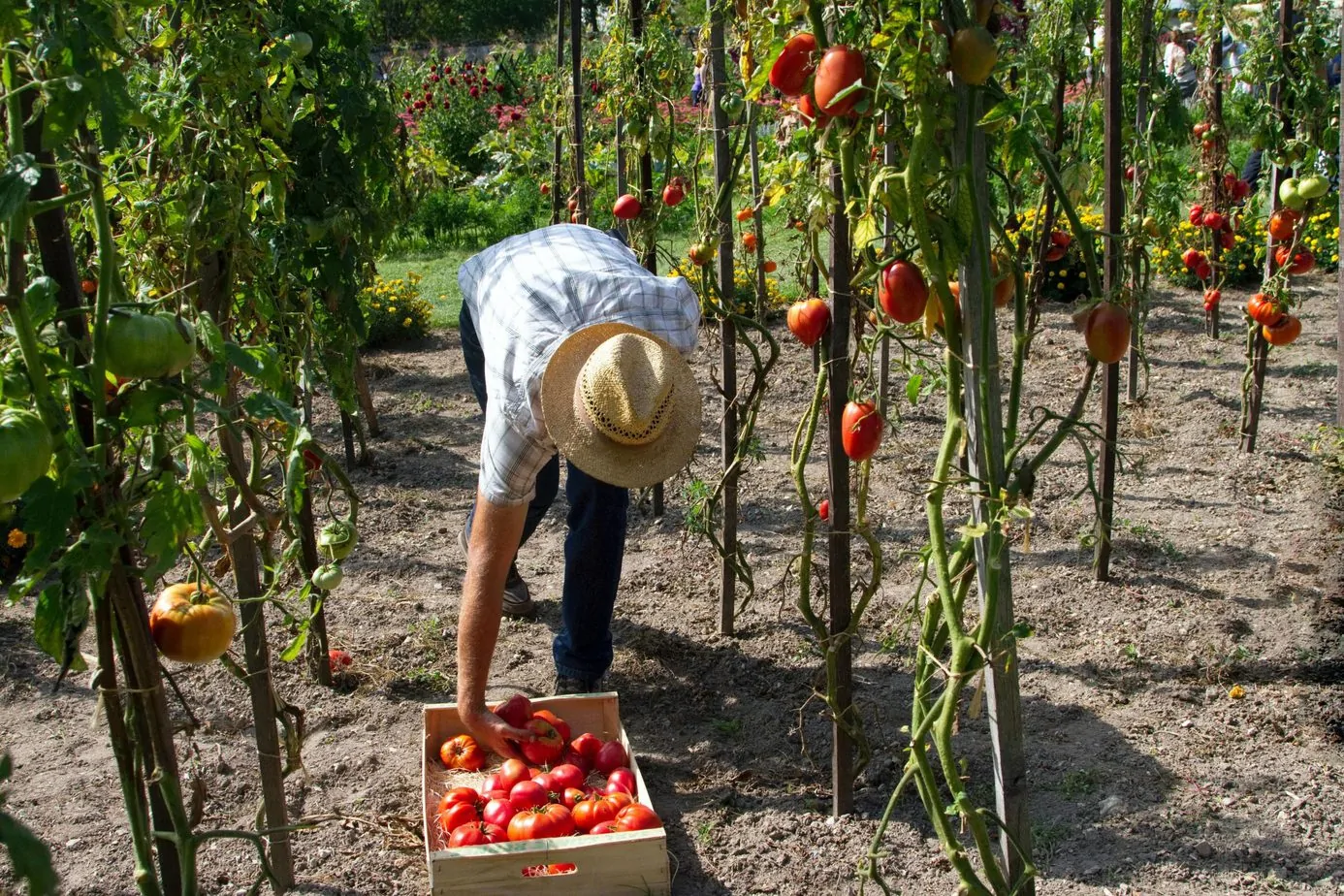 fruit picking jobs in belgium