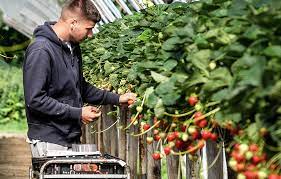 Fruit Picking Jobs Netherlands