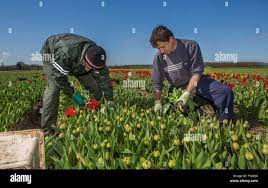 tulip picking jobs in holland