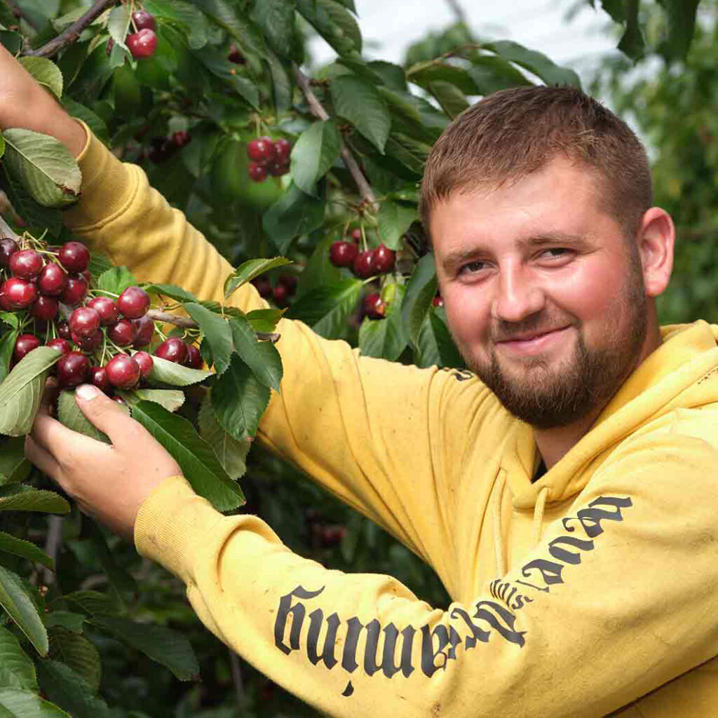 Fruit Picking Jobs In Scotland