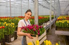Flower Jobs Netherlands